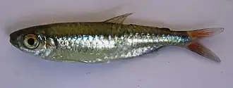 Description de l'image Micralestes sardina Poll, 1938 collected in Zambia by South African Institute for Aquatic Biodiversity2.jpg.