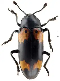 Micrencaustes biomaculata