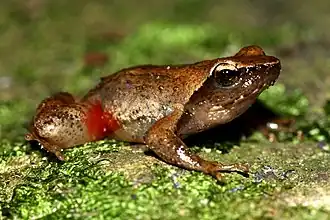 Description de l'image Micrixalus phyllophilus.jpg.