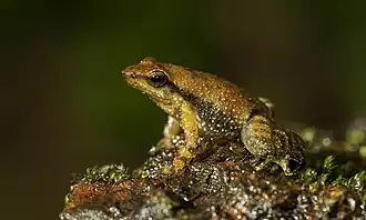 Description de l'image Micrixalus uttaraghati.jpg.