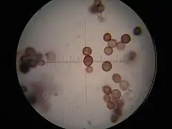 spores.