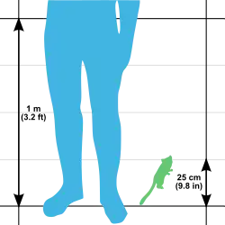 Illustration montrant le schéma d'une jambe humaine de 1 m de haut pour le comparer au schéma d'un Microcèbe mignon de 25 cm