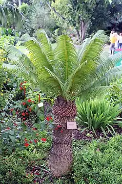 Jardin botanique tropical Fairchild (Miami, Floride).