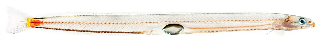 Microdesmus carri