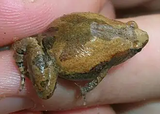 Description de l'image MicrohylaOrnata1.jpg.