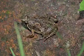 Description de l'image Microhyla butleri.jpg.