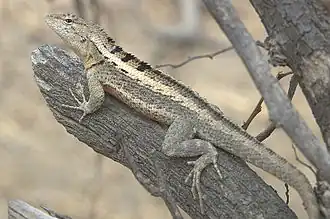 Description de l'image Microlophus occipitalis02.jpg.