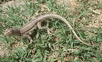 Description de l'image Microlophus thoracicus.jpg.