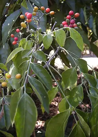 Micromelum minutum, autre plante hôte