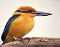 Todiramphus cinnamominus