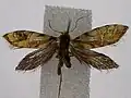 Micropardalis aurella.