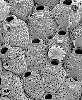 Microporella lunifera (Microporellidae).
