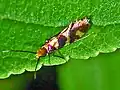 Micropterix rothenbachii.
