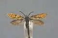 Micropterix mansuetella.