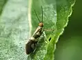 Micropterix schaefferi.