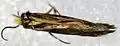 Micropterix tunbergella.