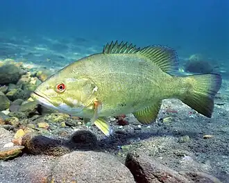 Achigan à petite bouche (Micropterus dolomieu)