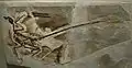 Fossile de l'holotype de Microraptor gui.