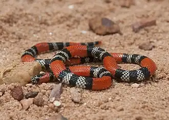 Description de l'image Micrurus frontalis Brazil DF.jpg.