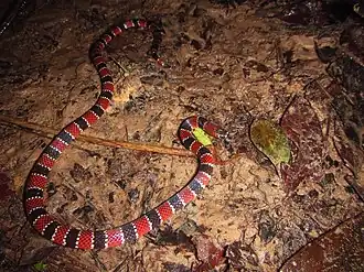 Description de l'image Micrurus tikuna Rio Ica 20.JPG.