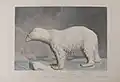 L'Ours polaire.Ursus maritimus.