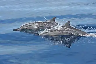 Tursiops aduncus