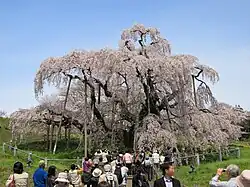 le Miharu Takizakura.