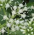 Mikania natalensis(Sottotribù Mikaniinae)