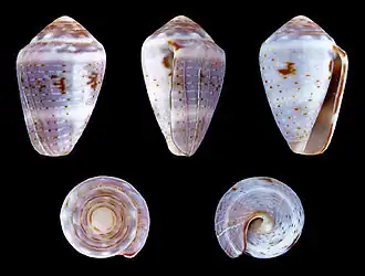 Description de l'image Miliariconus coronatus 01.JPG.