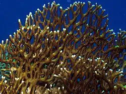 Forme ramifiée, Millepora dichotoma