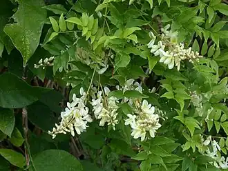 Wisteriopsis japonica en culture.