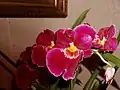 x Miltoniopsis Hoggar