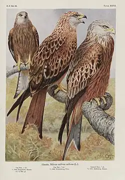 Milvus milvus (1931).
