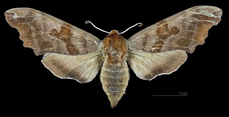 Face dorsale de la femelle (coll.MHNT)