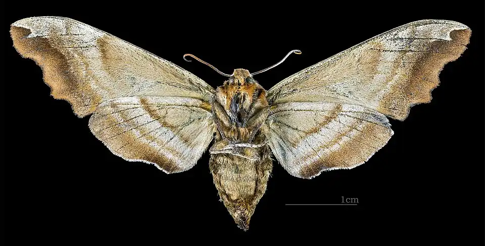 Face ventrale de la femelle (coll.MHNT)