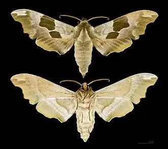 Mimas tiliae (coll.MHNT)