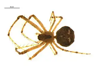 Description de l'image Mimetus puritanus f1.jpg.