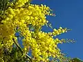 Inflorescence.