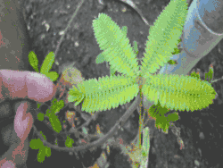 Feuille se repliant.