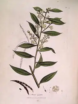 Gravure de James Sowerby, 1793.