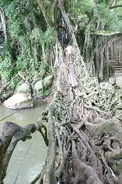 Pont de cordes et racines d'arbres tropicaux dans la région de Painan