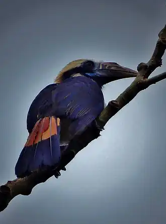 Description de l'image Mindoro Hornbill (female) - 1.jpg.
