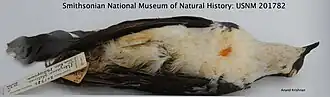 Description de l'image Mindoro bleeding-heart Smithsonian specimen.jpg.