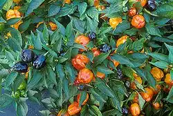 Piments (Solanales, Solonaceae)