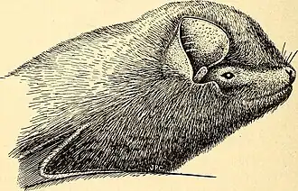 Description de l'image Miniopterus inflatus.jpg.