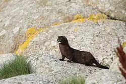 Vison de Norvège.