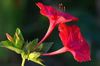 Mirabilis jalapa - 04h00 A.M.