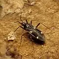 Fulviini : Fulvius imbecilis, Washington DC