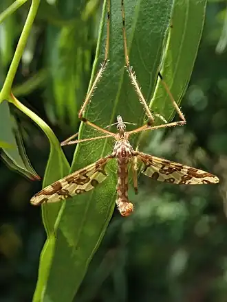 Description de l'image Mischoderus annuliferus 55806685.jpg.