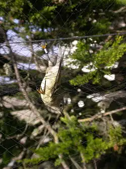 Roitelet à couronne rubisdans un filet